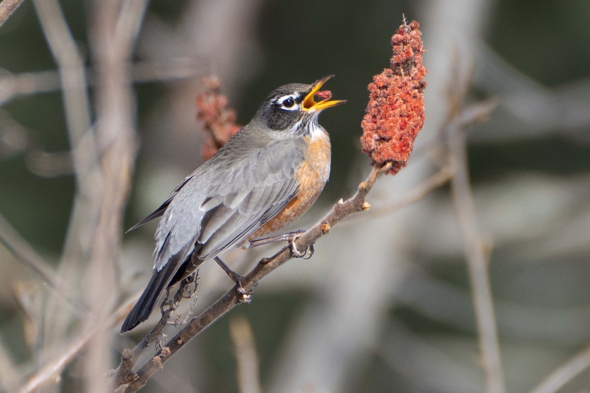 American Robin - ML630389756