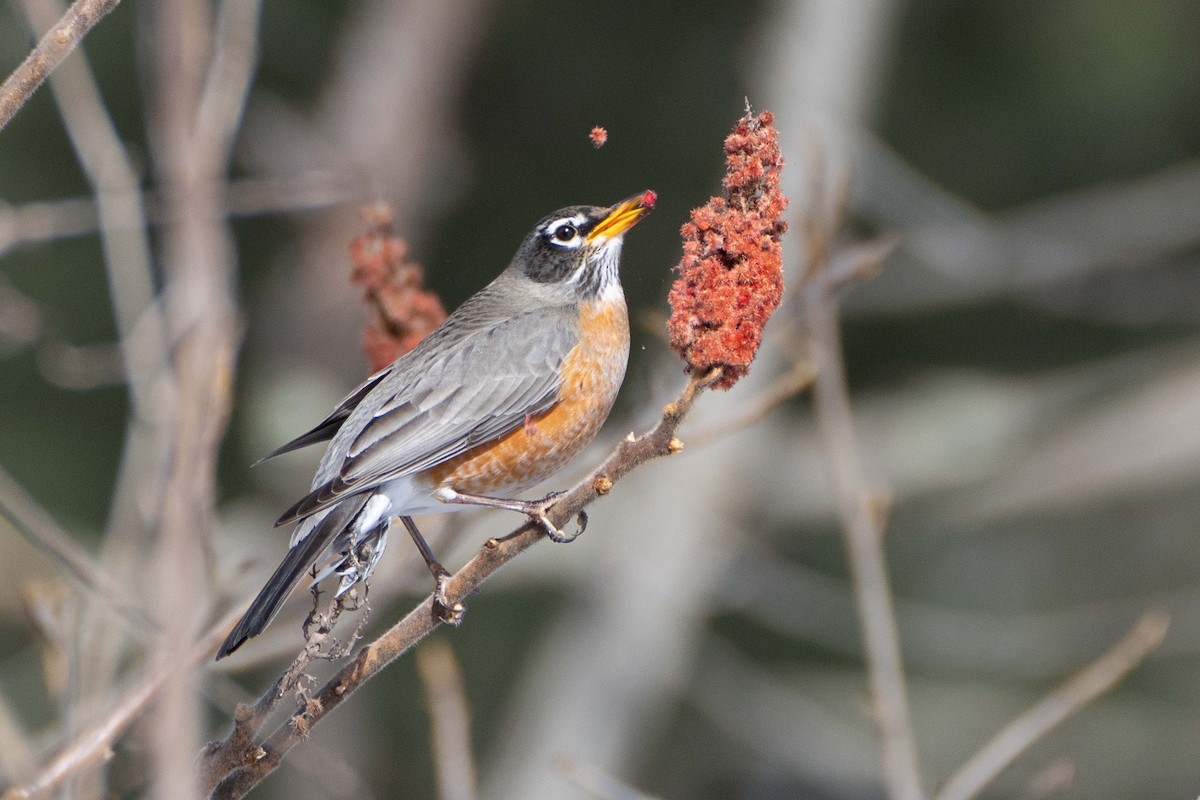 American Robin - ML630389760