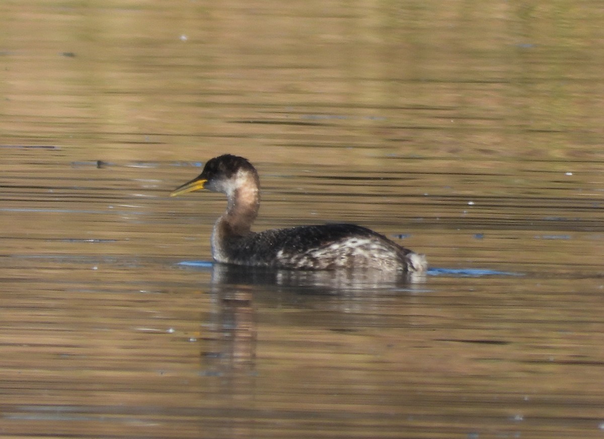 Red-necked Grebe - ML630389765