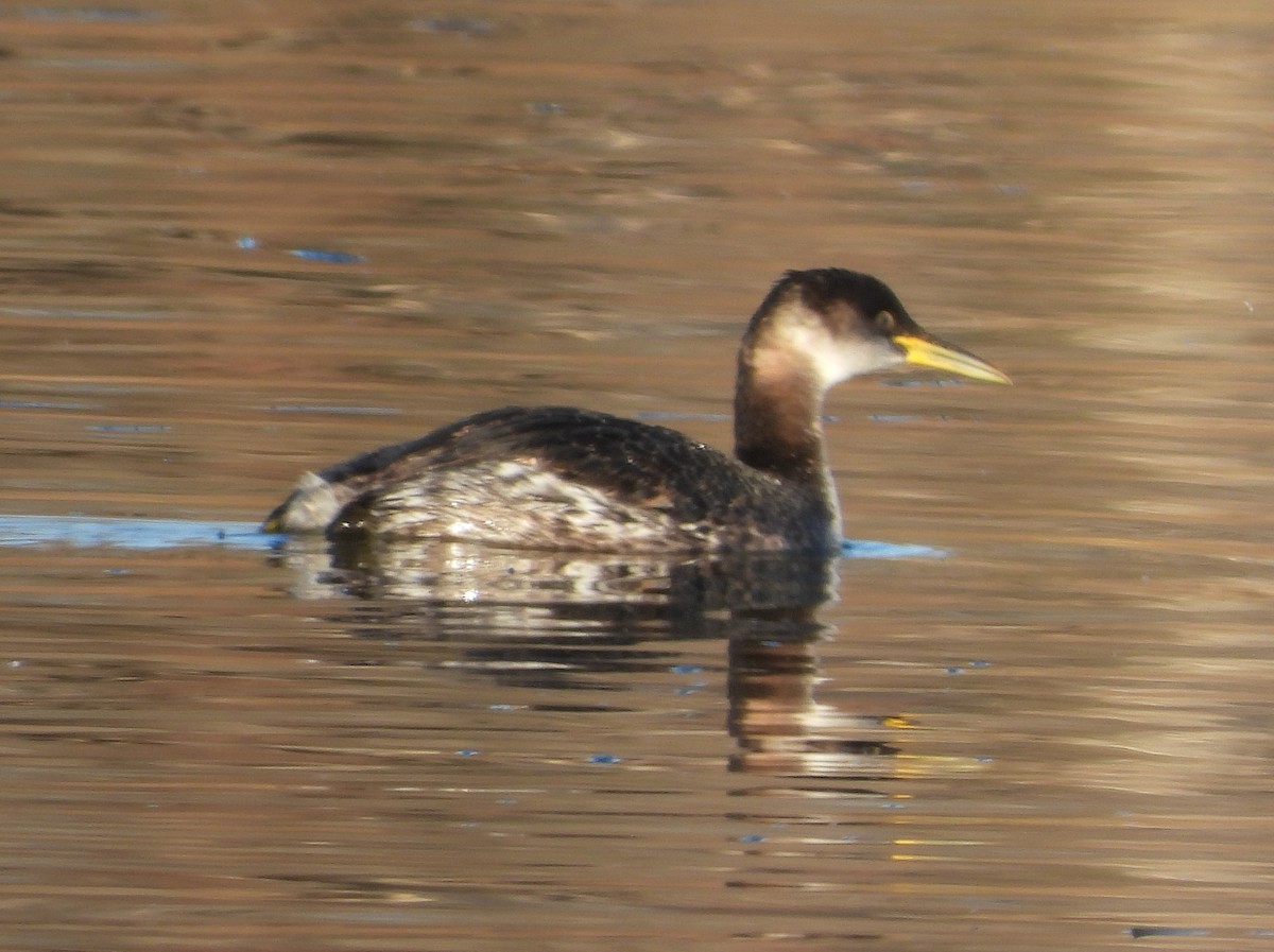 Red-necked Grebe - ML630389767