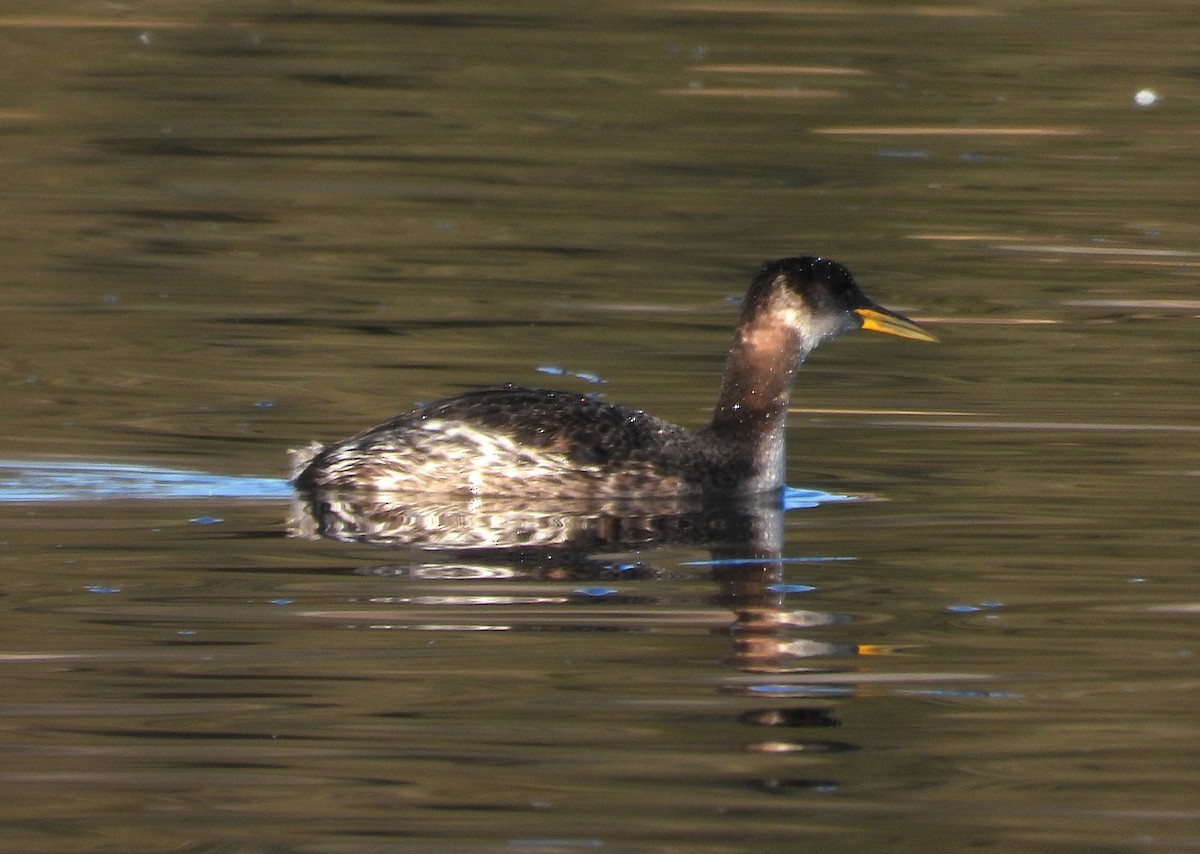 Red-necked Grebe - ML630389768