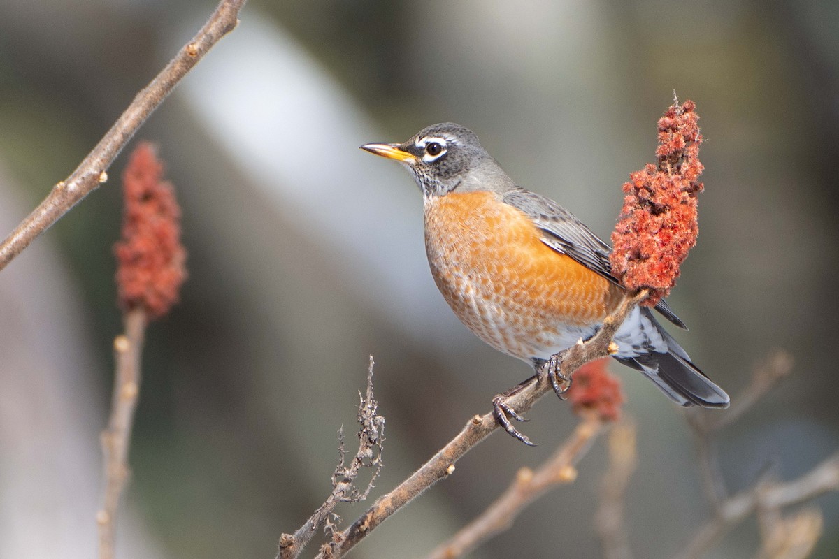 American Robin - ML630389769