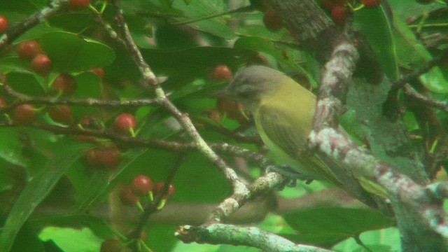gulsidevireo - ML630389822