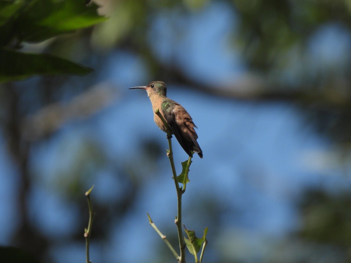 Cinnamon Hummingbird - ML630390658