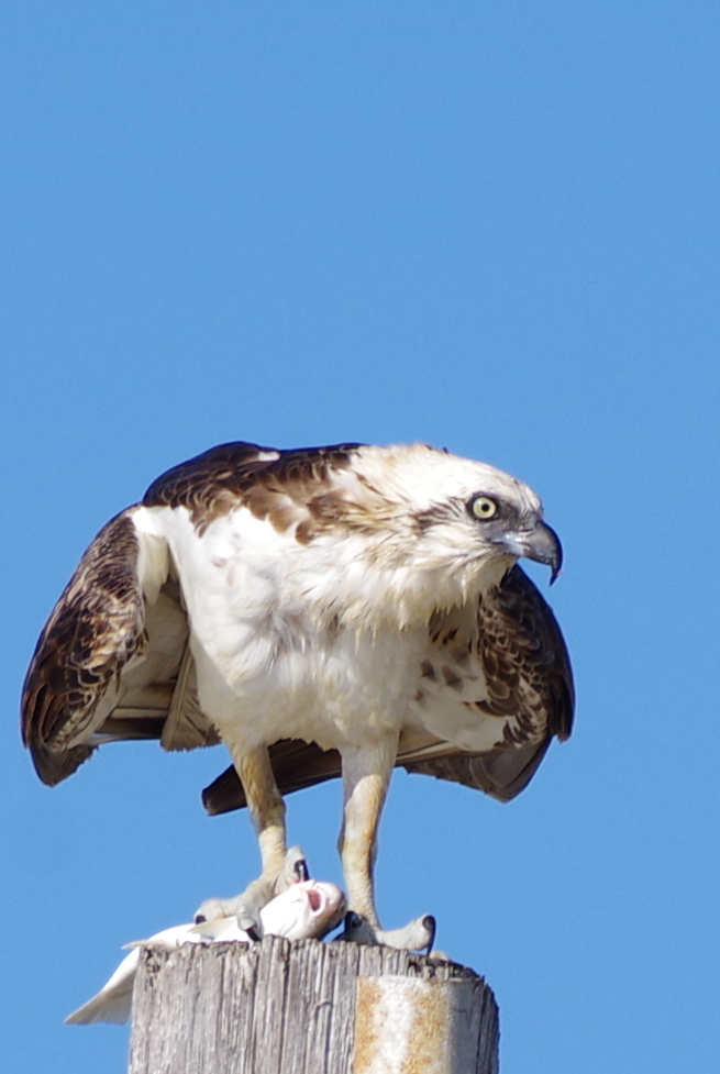 Osprey - ML630391318