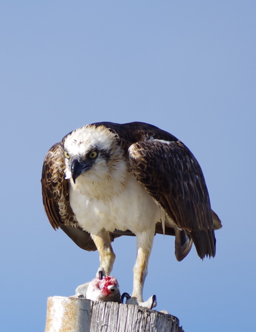 Osprey - ML630391319