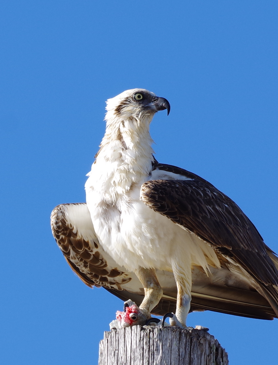 Osprey - ML630391320
