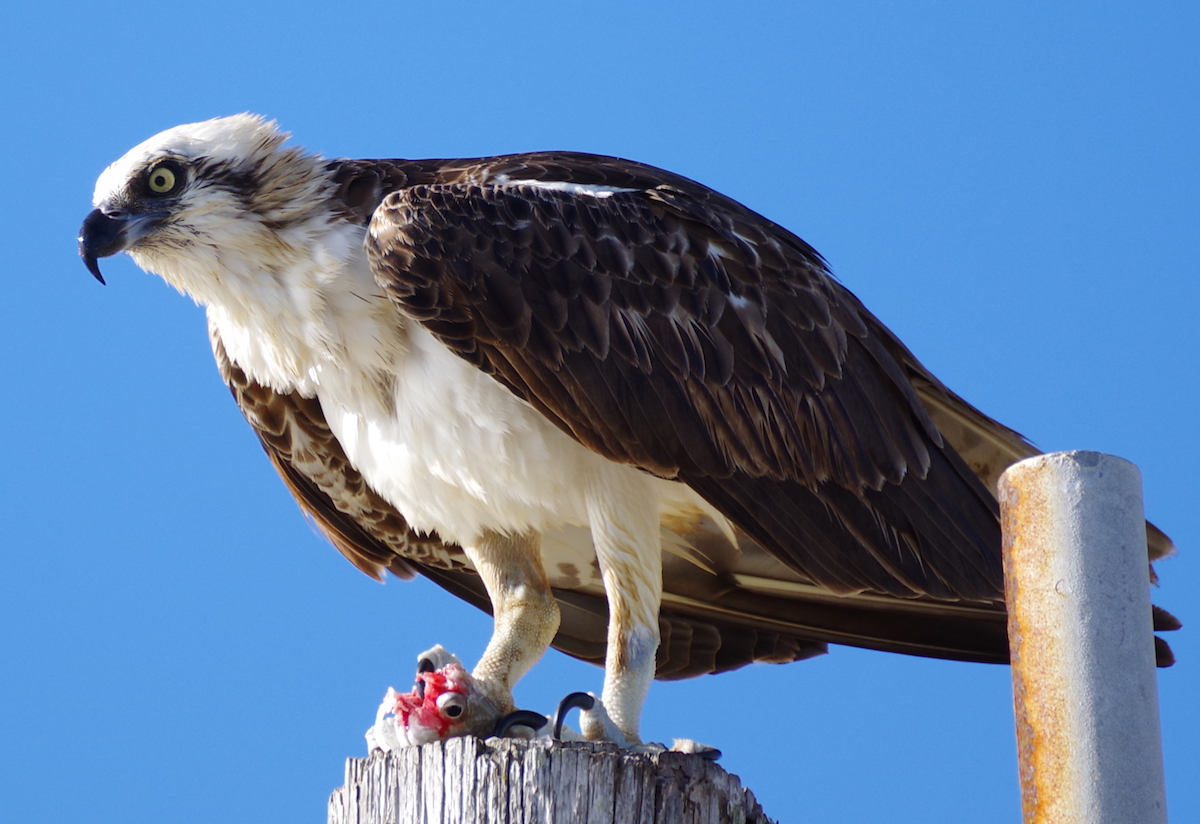 Osprey - ML630391321