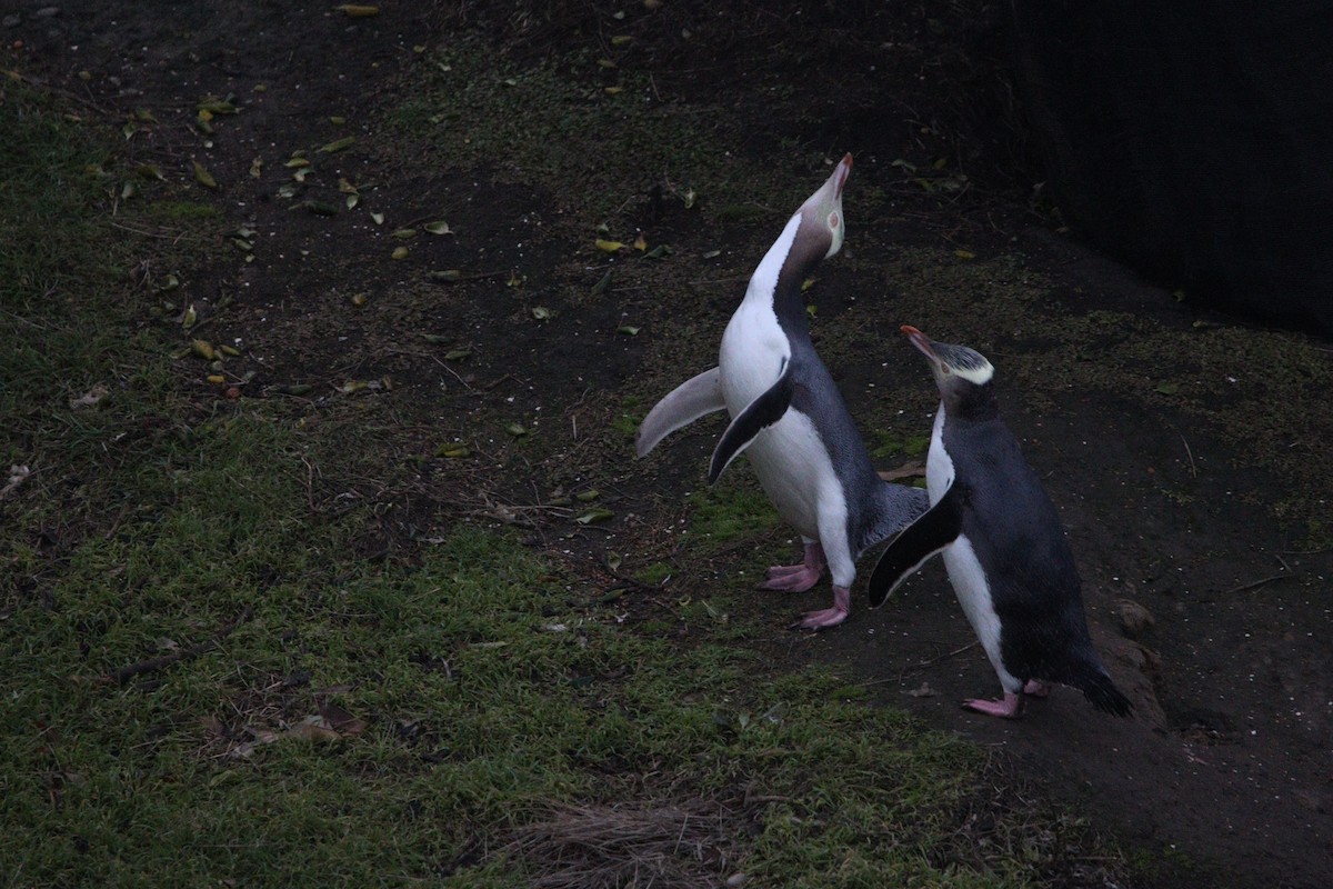 Yellow-eyed Penguin - ML630391452