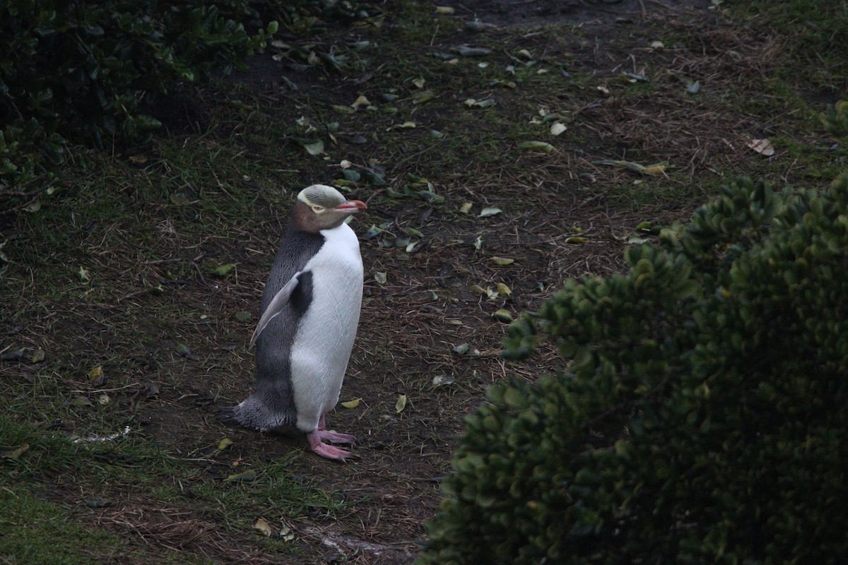 Yellow-eyed Penguin - ML630391472