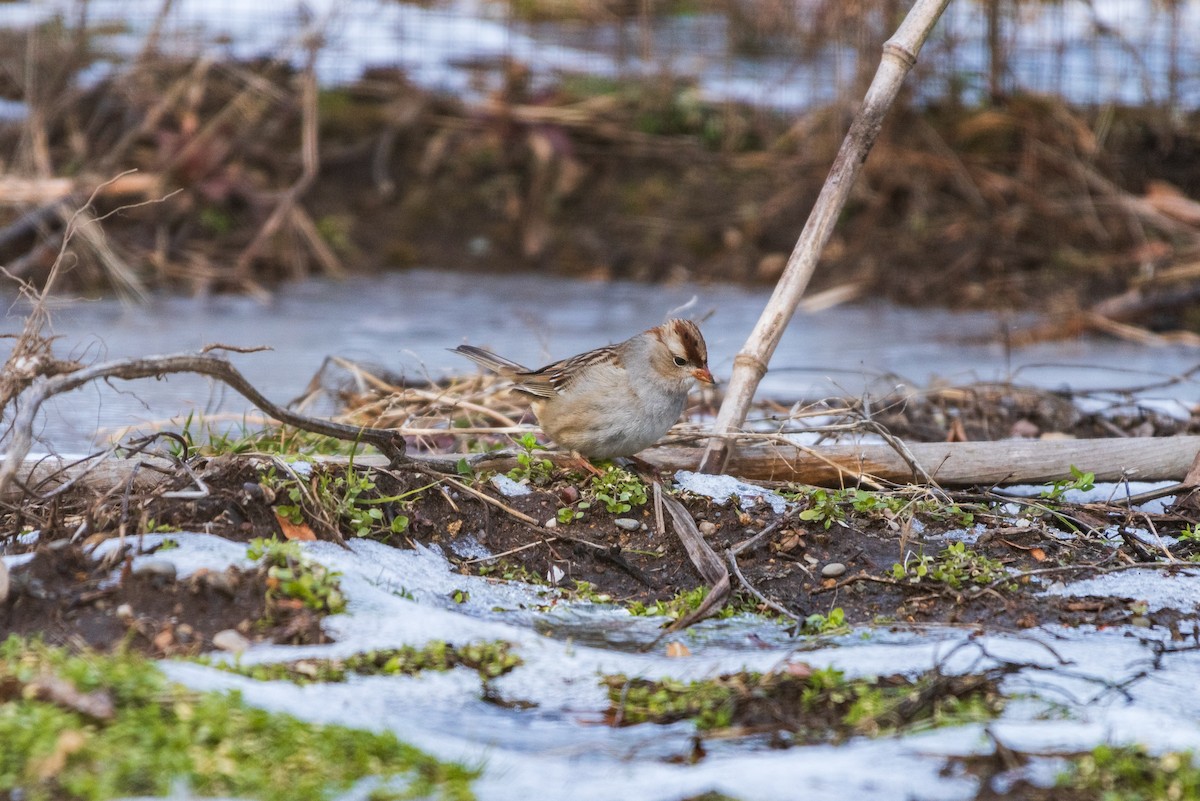 White-crowned Sparrow - ML630391656