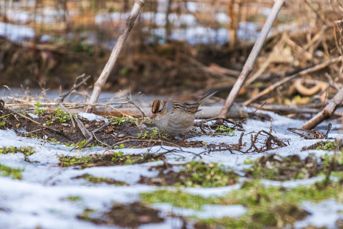 White-crowned Sparrow - ML630391657
