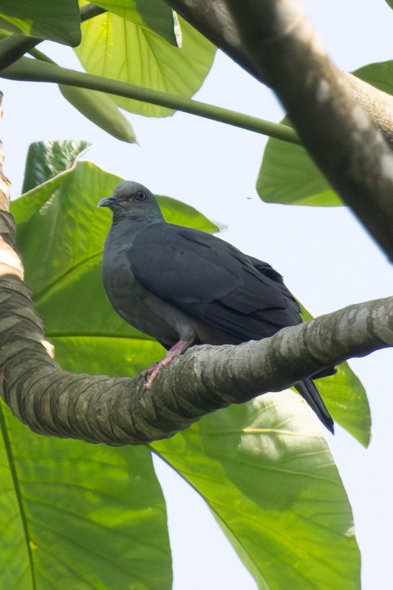 Sao Tome Pigeon - ML630391659