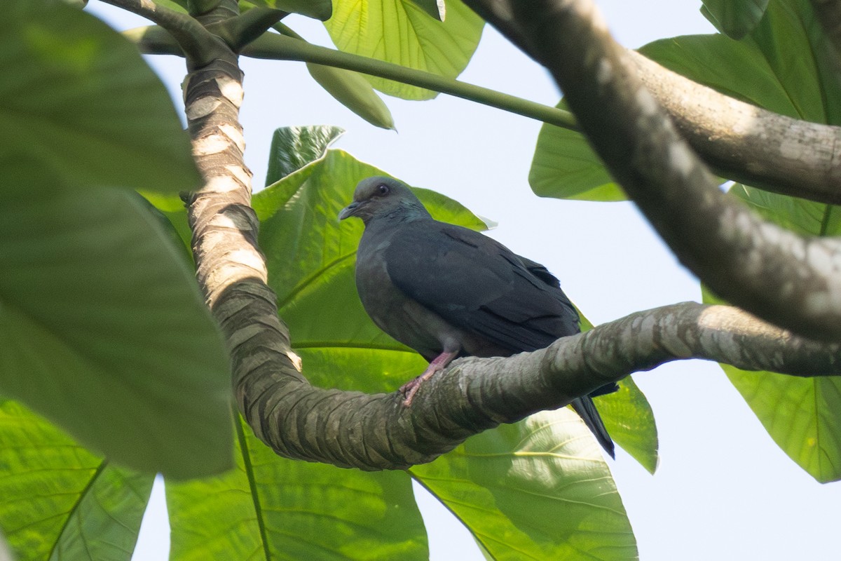 Sao Tome Pigeon - ML630391660