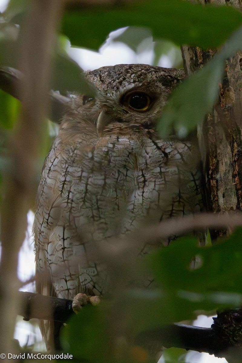 Tropical Screech-Owl - ML630391723