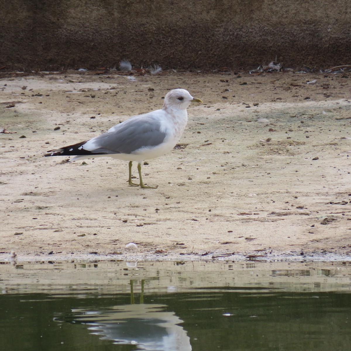 Short-billed Gull - ML630391764