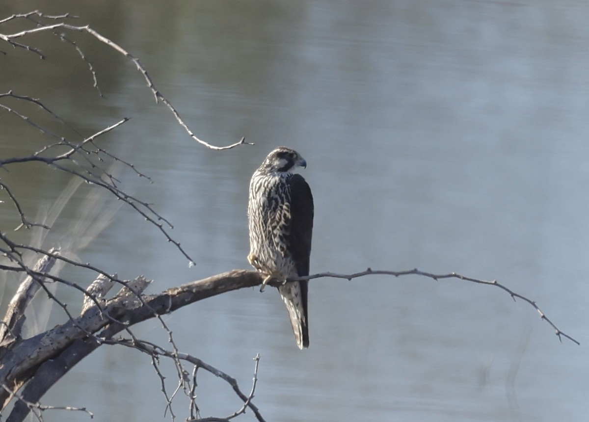 Prairie Falcon - ML630391769