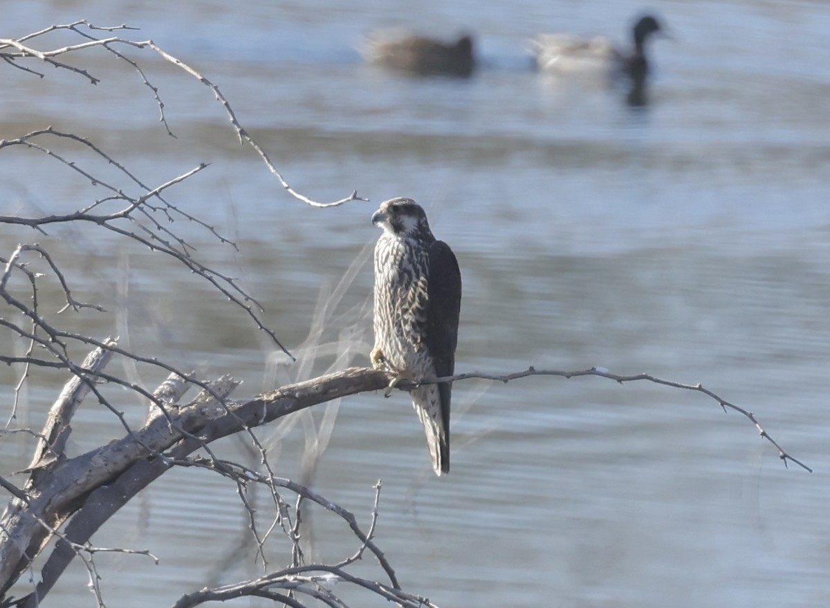 Prairie Falcon - ML630391770