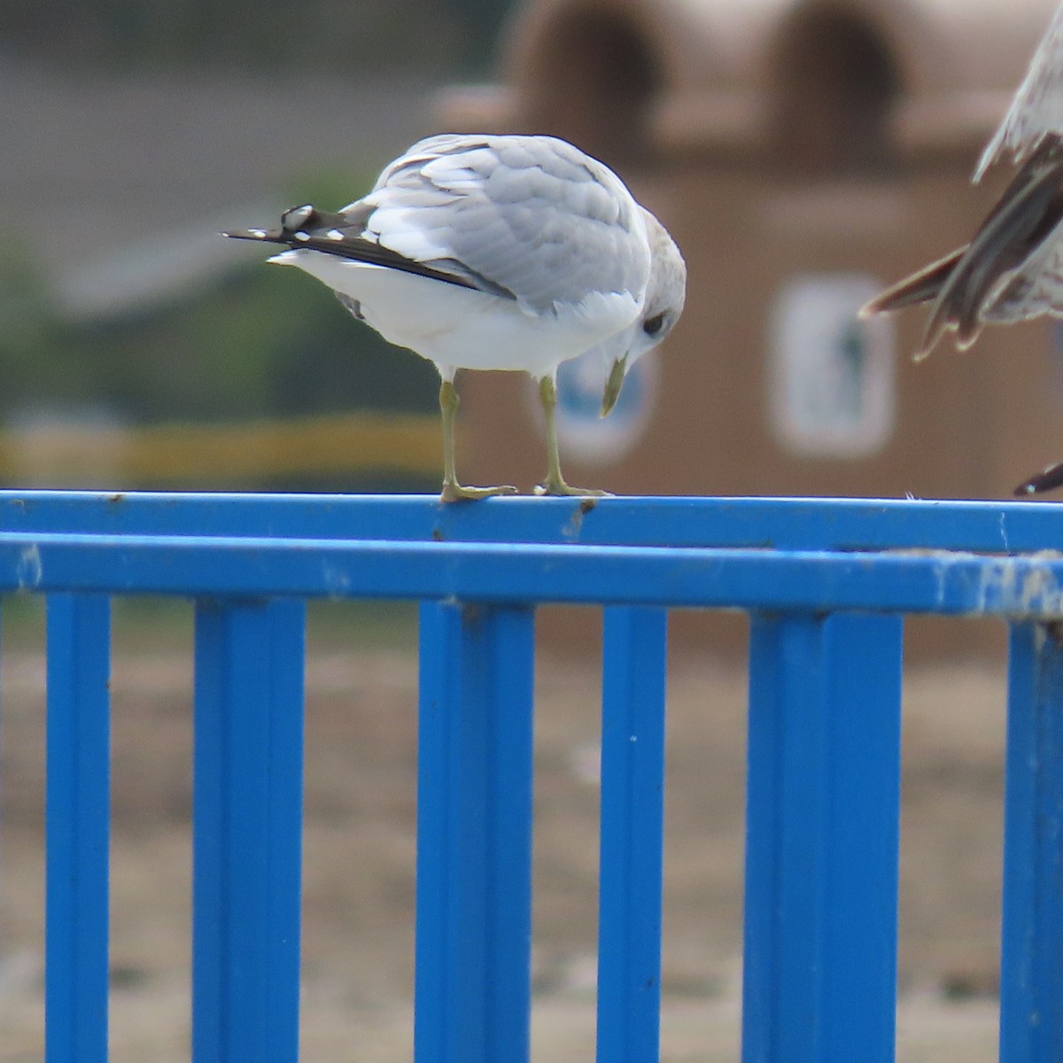 Short-billed Gull - ML630391789