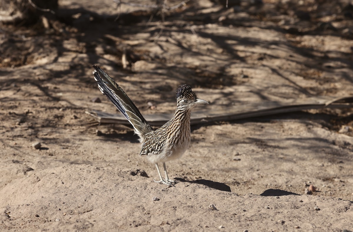 Greater Roadrunner - ML630391799