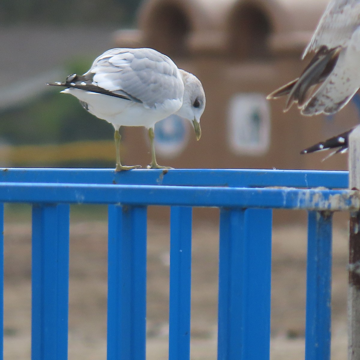 Short-billed Gull - ML630391813