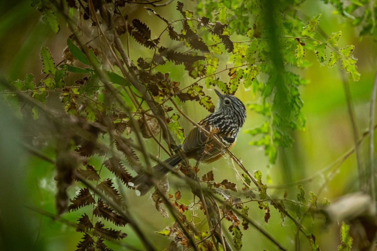 Klages's Antbird - ML630391899