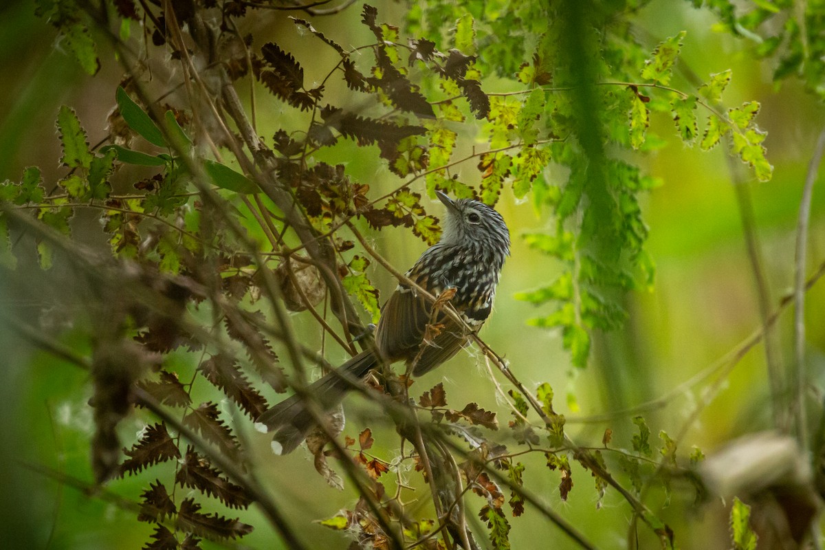 Klages's Antbird - ML630391902