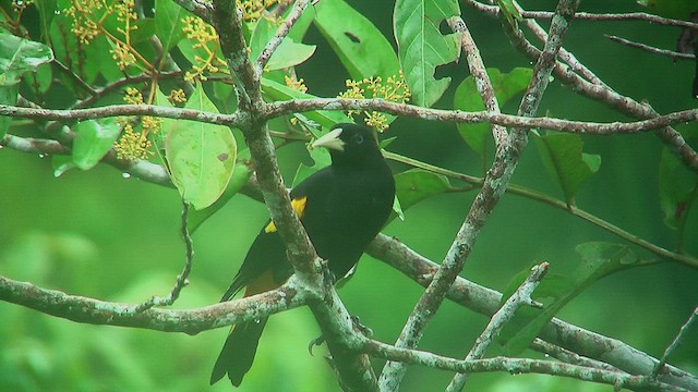 Cacique Lomiamarillo (amazonía) - ML630392010