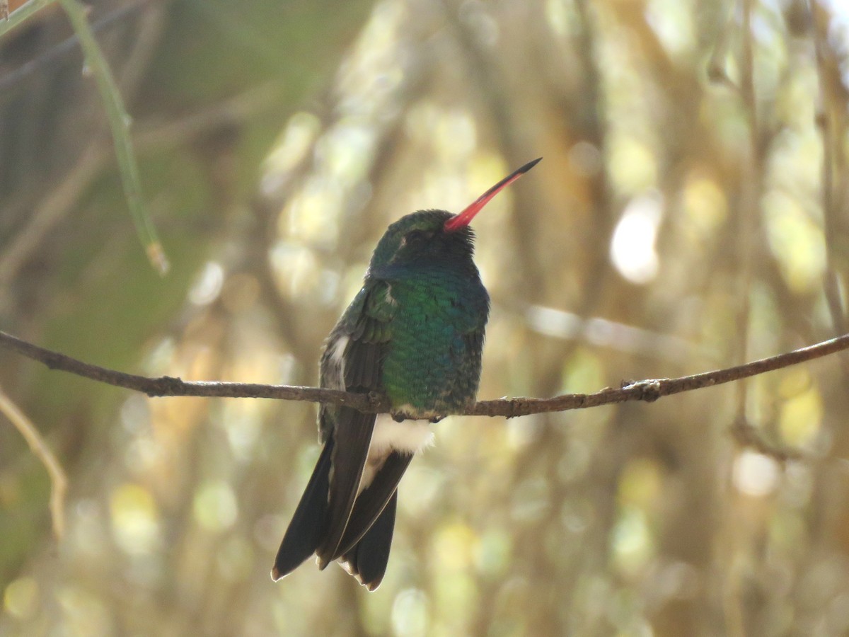 Broad-billed Hummingbird - ML630392378