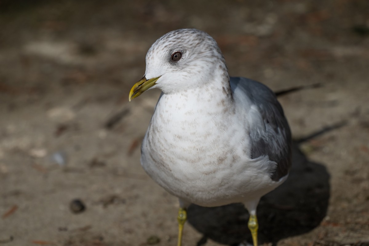 Short-billed Gull - ML630392385