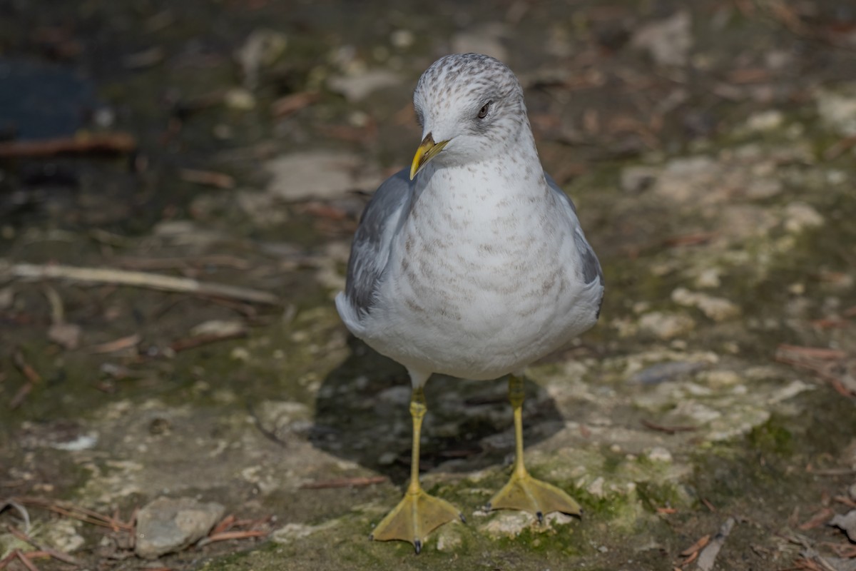 Short-billed Gull - ML630392386