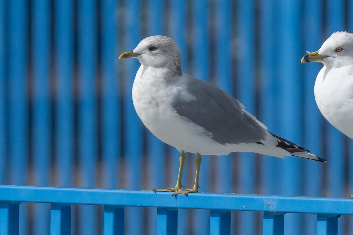 Short-billed Gull - ML630392388