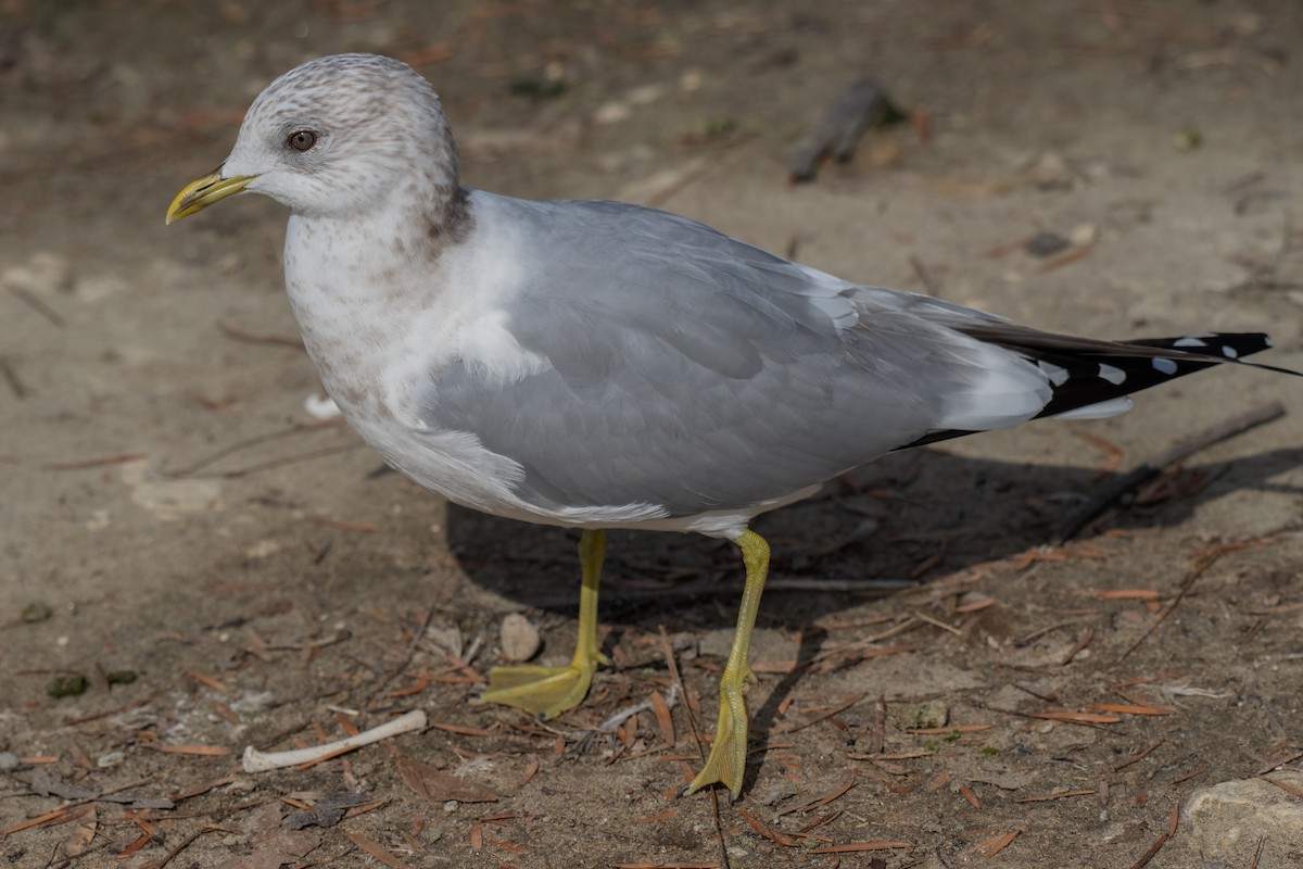 Short-billed Gull - ML630392389