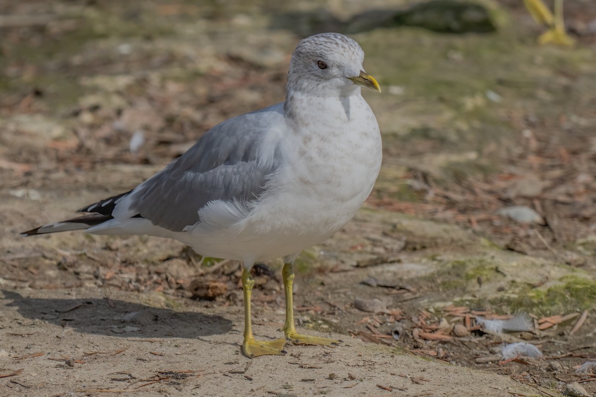 Short-billed Gull - ML630392390