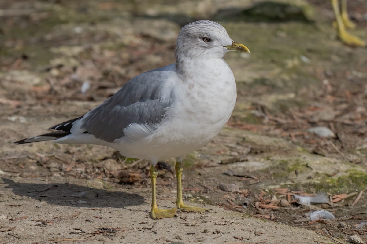 Short-billed Gull - ML630392391