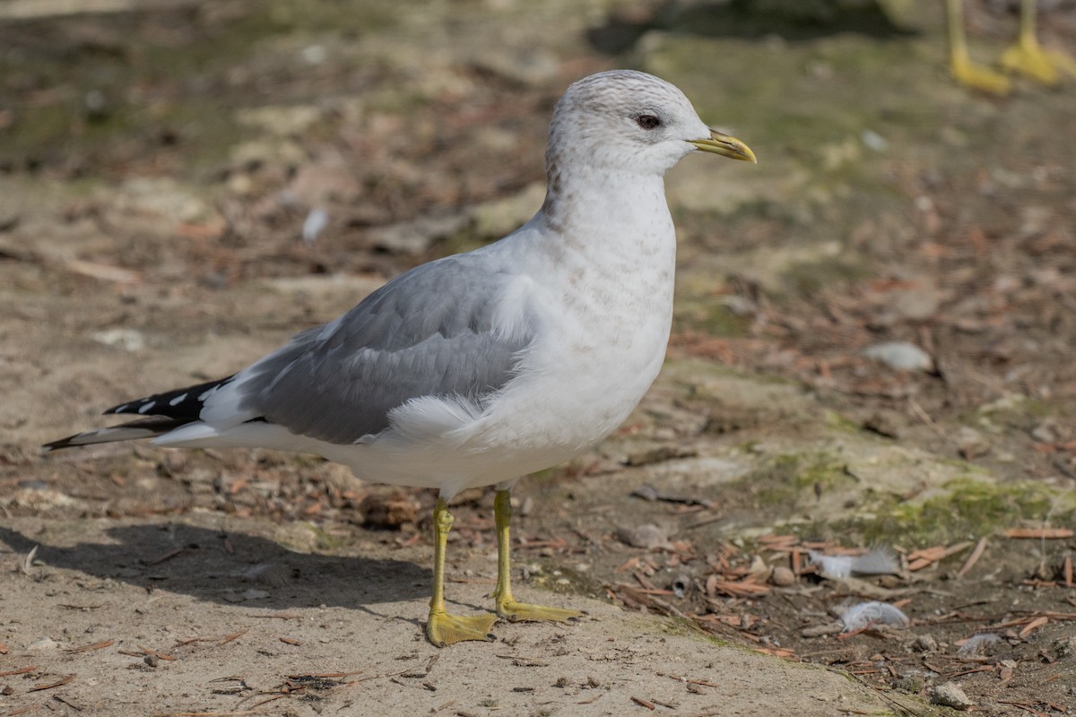 Short-billed Gull - ML630392393