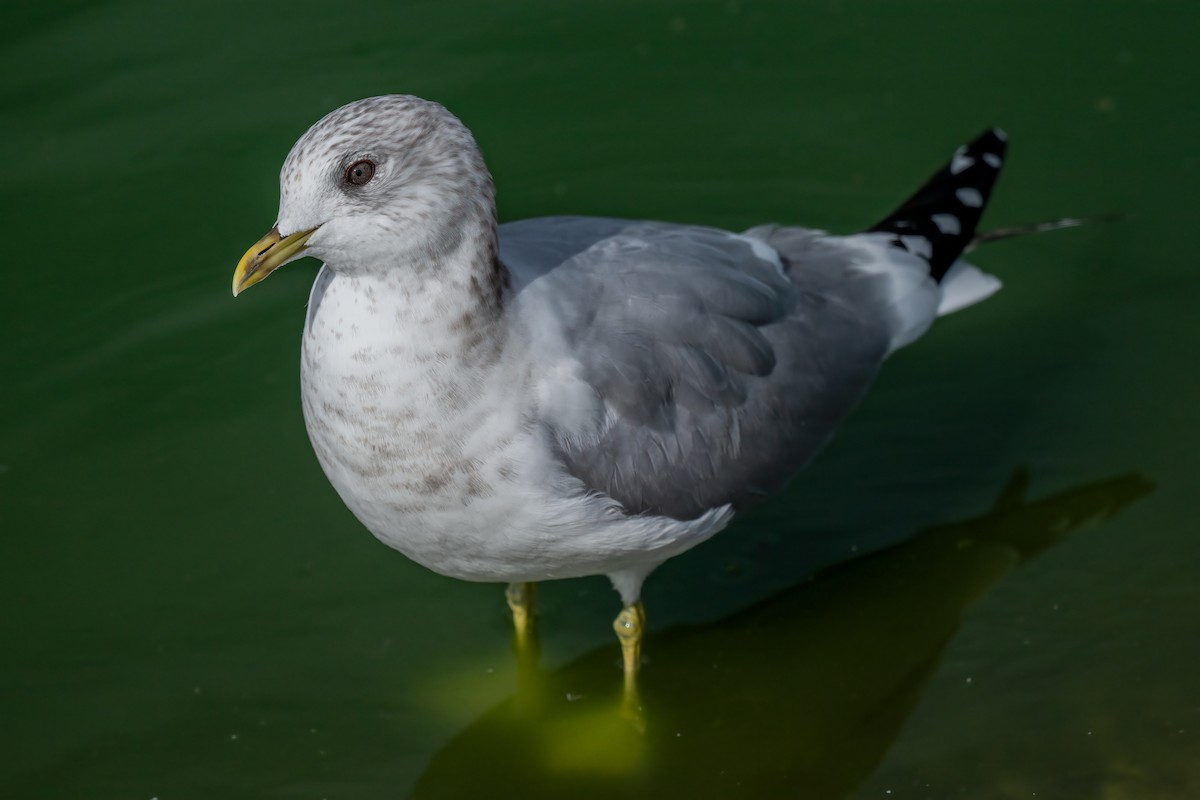 Short-billed Gull - ML630392394