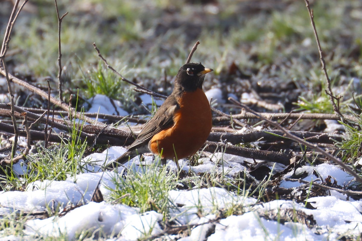American Robin - ML630392904