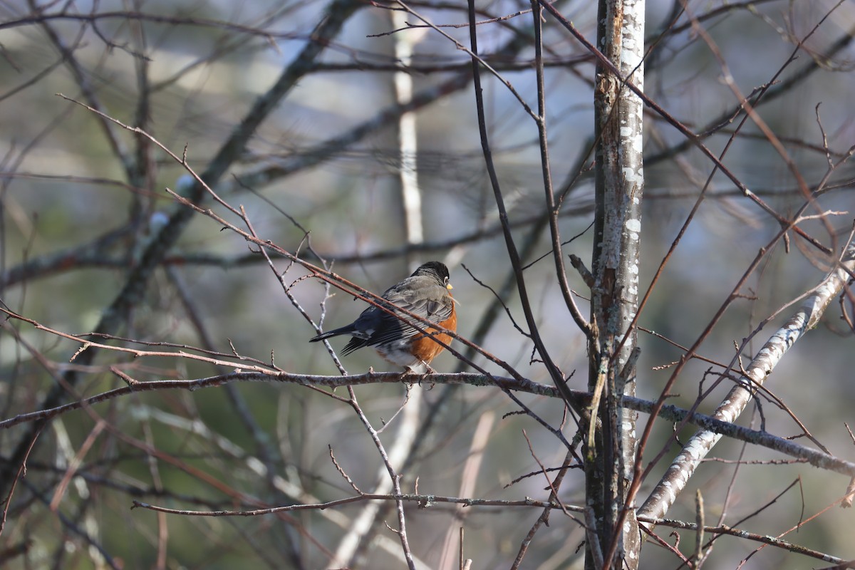 American Robin - ML630392919