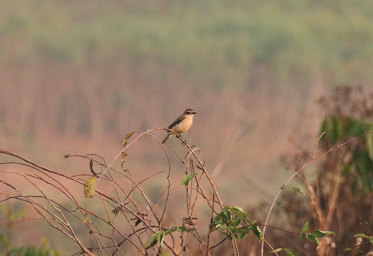 taigasvartstrupe - ML630393041