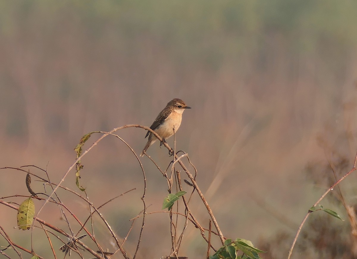 taigasvartstrupe - ML630393042