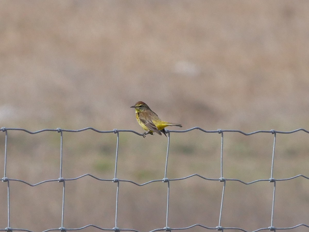 Palm Warbler (Yellow) - ML630393052