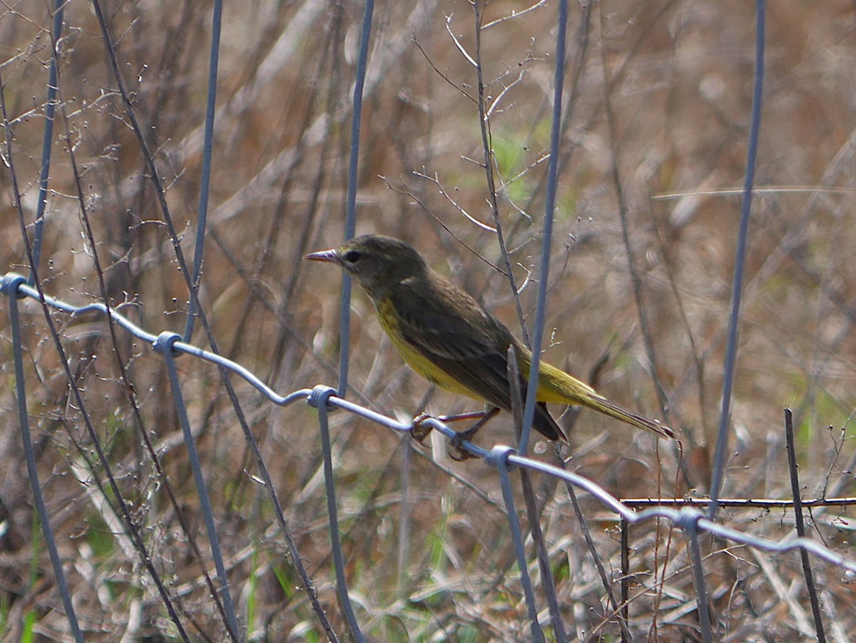 Palm Warbler (Yellow) - ML630393053