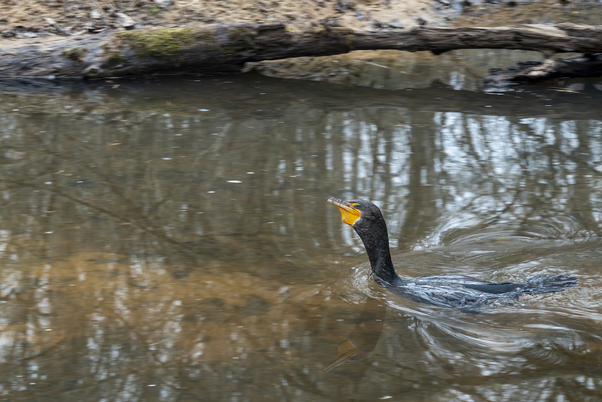 Double-crested Cormorant - ML630393147