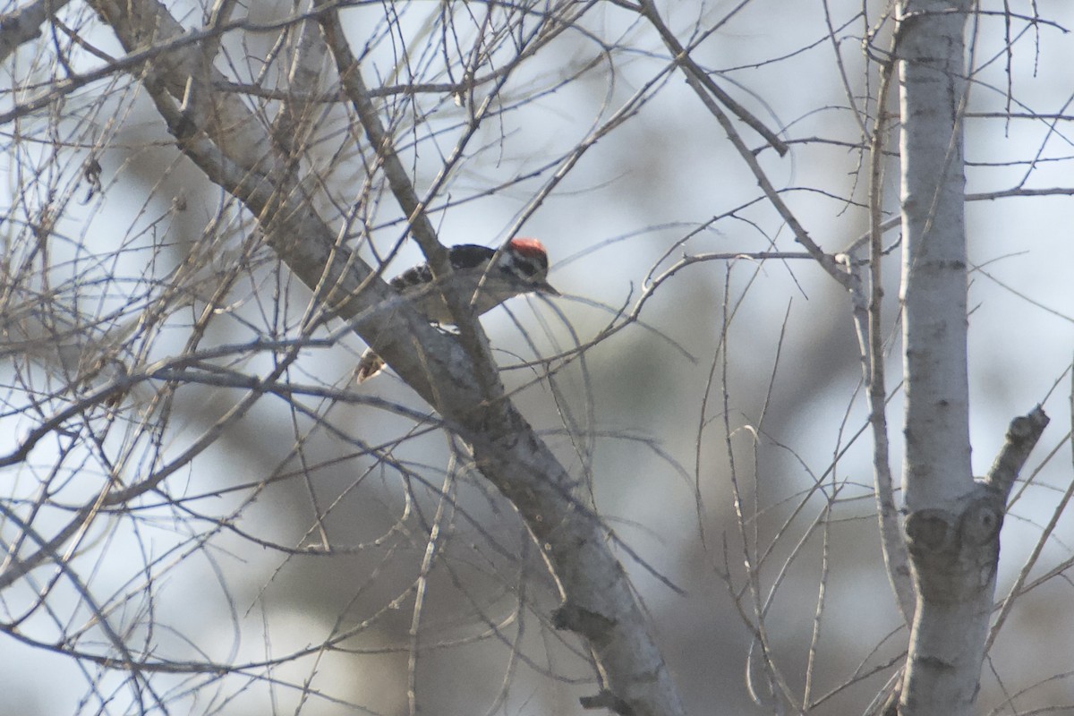 Downy x Nuttall's Woodpecker (hybrid) - ML630393541