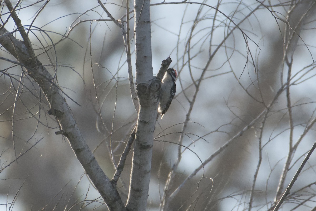 Downy x Nuttall's Woodpecker (hybrid) - ML630393542