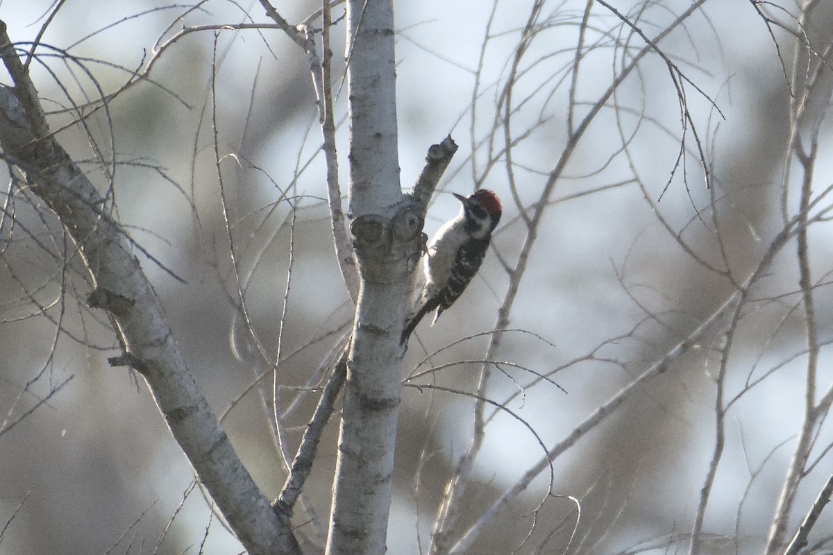 Downy x Nuttall's Woodpecker (hybrid) - ML630393543