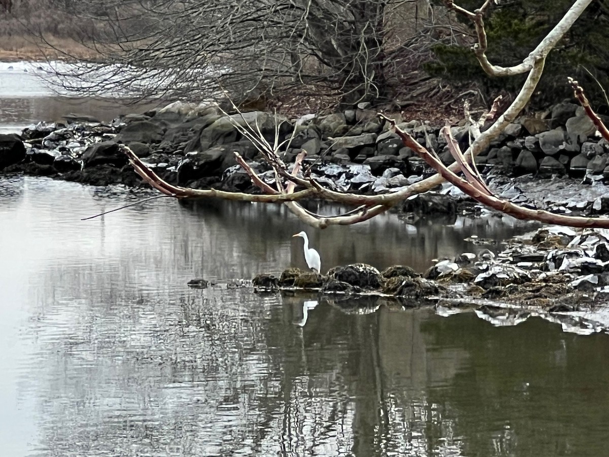 Great Egret - ML630393585