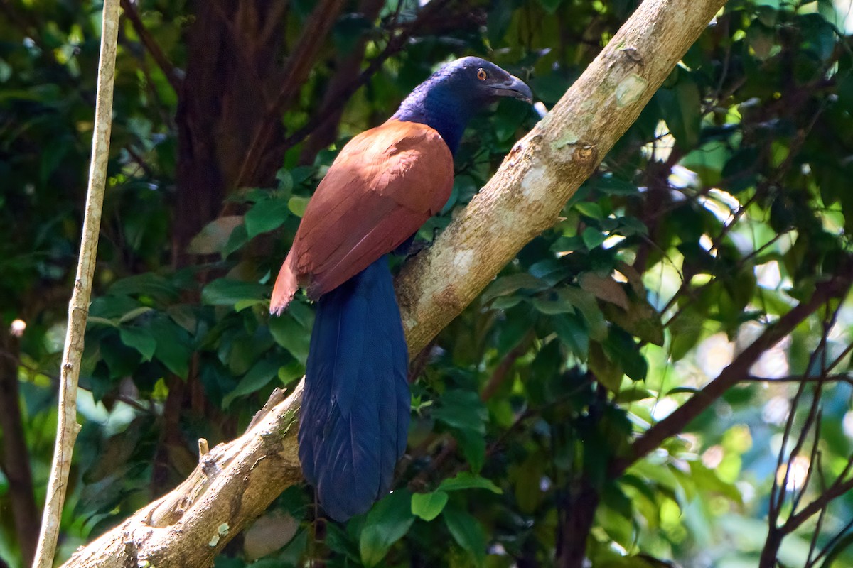 Greater Coucal - ML630393739