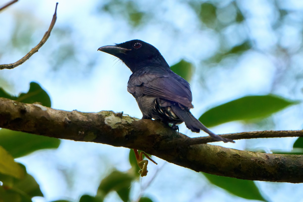 Crow-billed Drongo - ML630393807